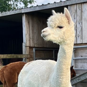 King Garth Smartie Pants and cria at foot £2,600 +VAT