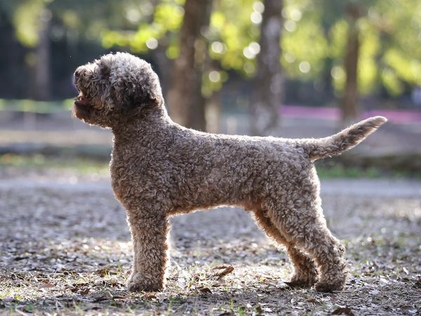 Brown Lagotto Romagnolo standing in a natural stack in nature. 