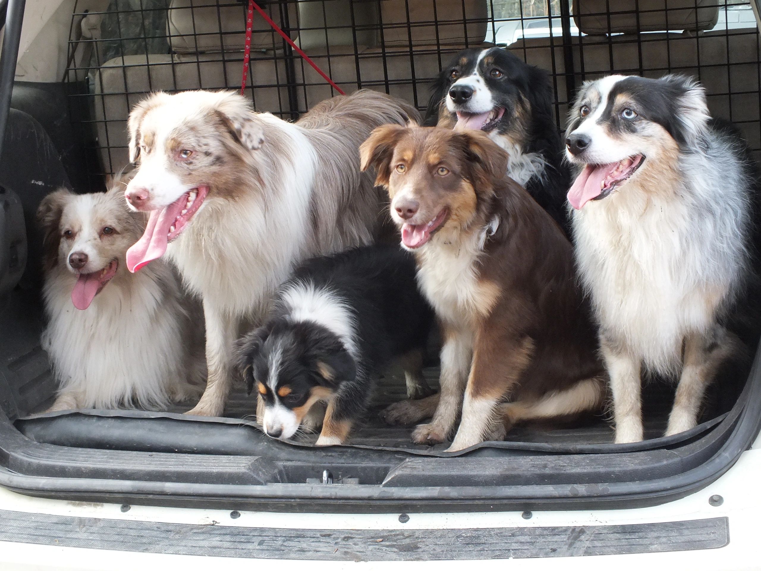 A group of six Australian Shepherd dogs sitting in the back of a vehicle.