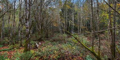 Vacant Land in Port Orchard, WA listed and sold by Melanie Hawkins, Hawkins Poe Real Estate