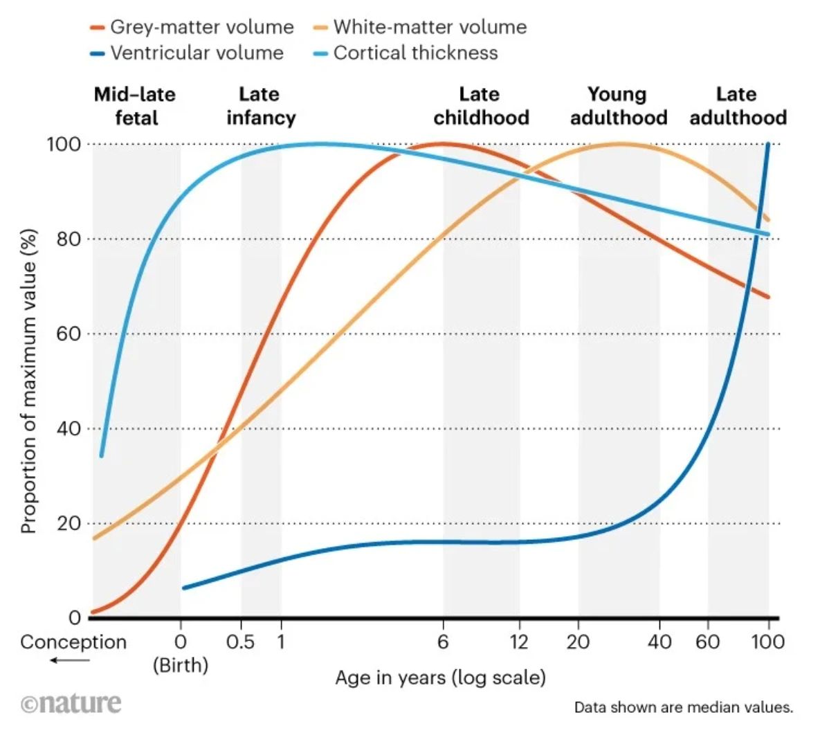 Brain growth chart.