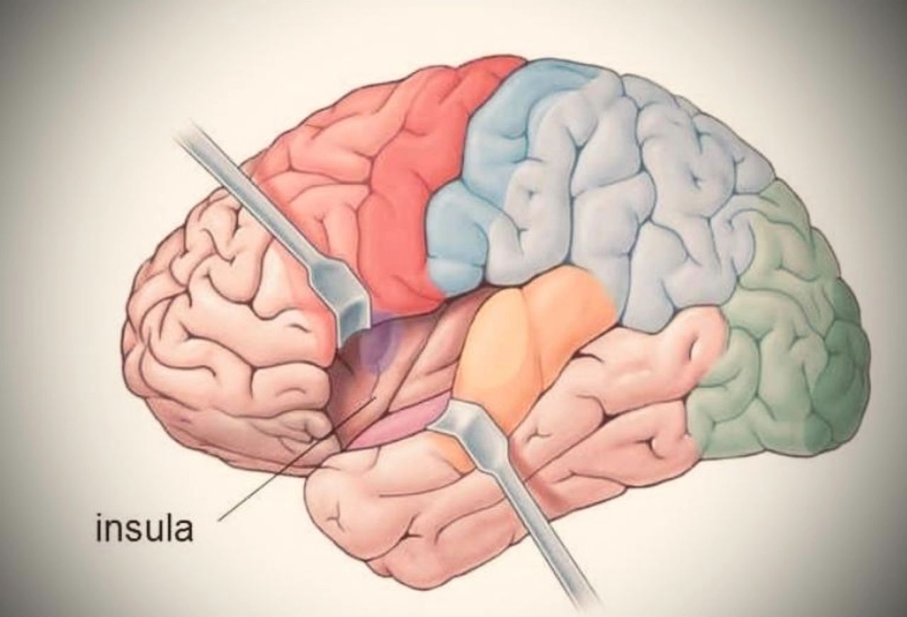 insular lobe