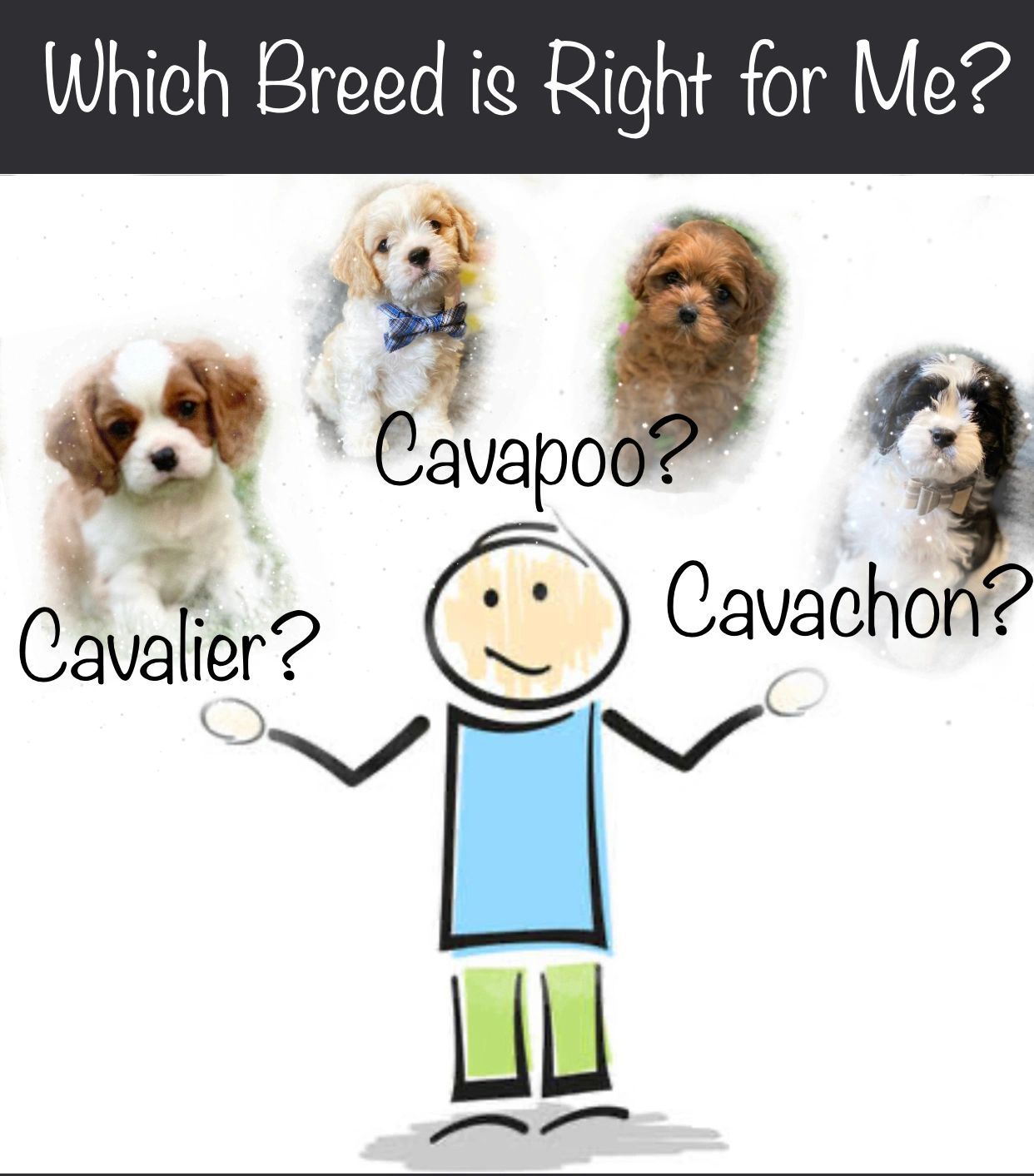 what is the difference between a cavachon and a cavapoo