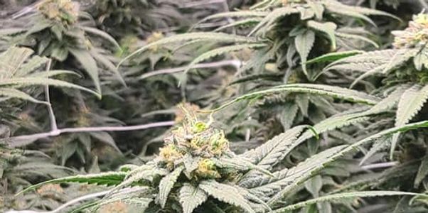 Swamp Yeti Project Michigan Adult Use Cannabis