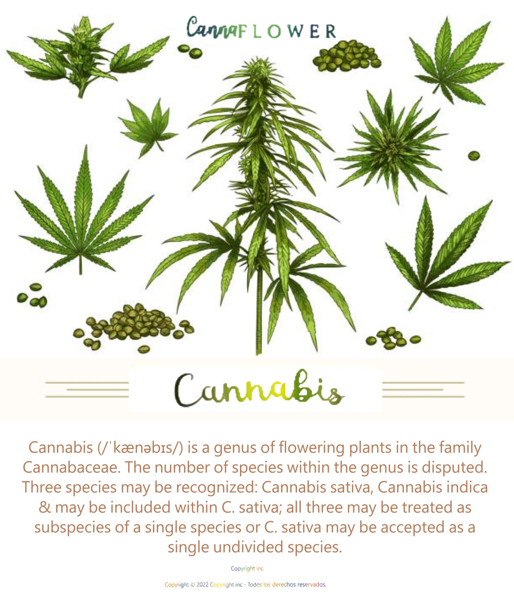 Botanical Cannabis Illustration