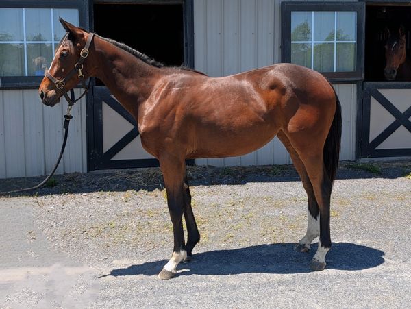 A brown horse with a black mane stands tied outside a stable.