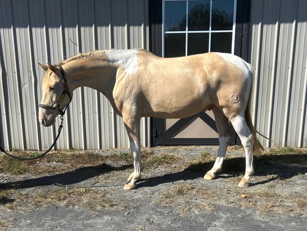 A light-colored horse standing beside a building with a windowed door.