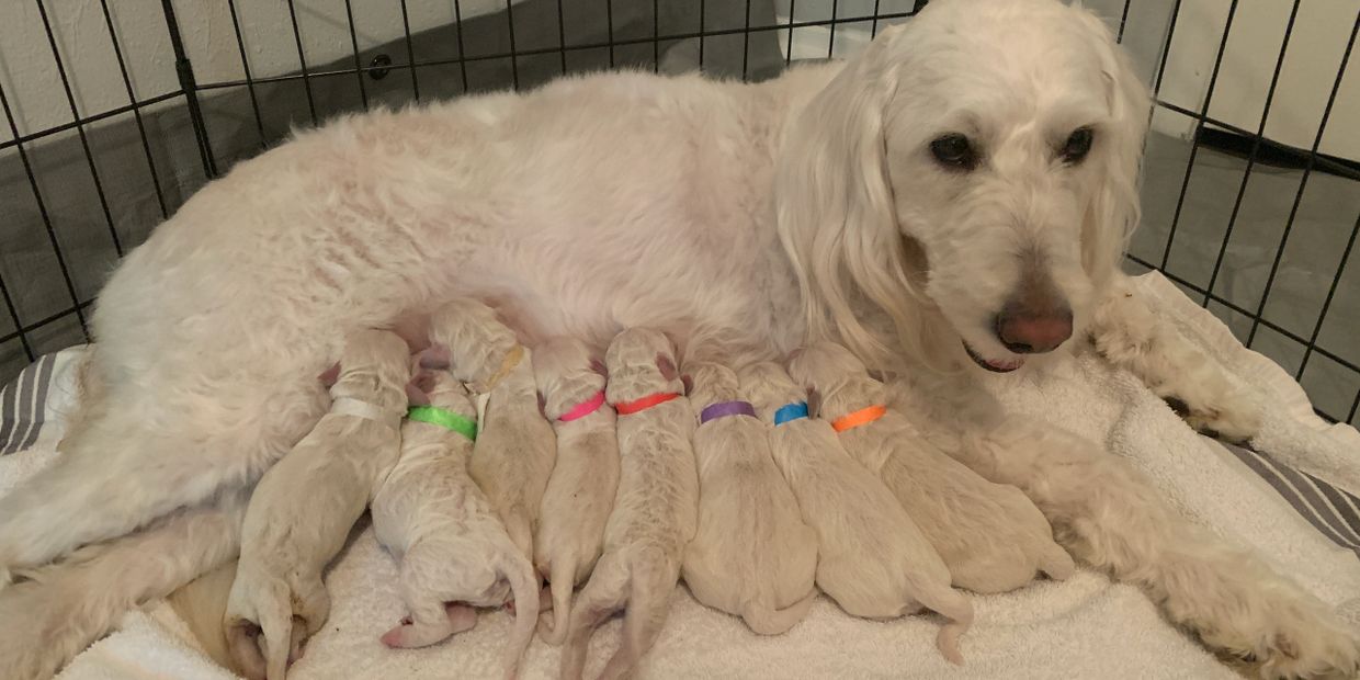 Luna ha 8 perfect puppies June 19th