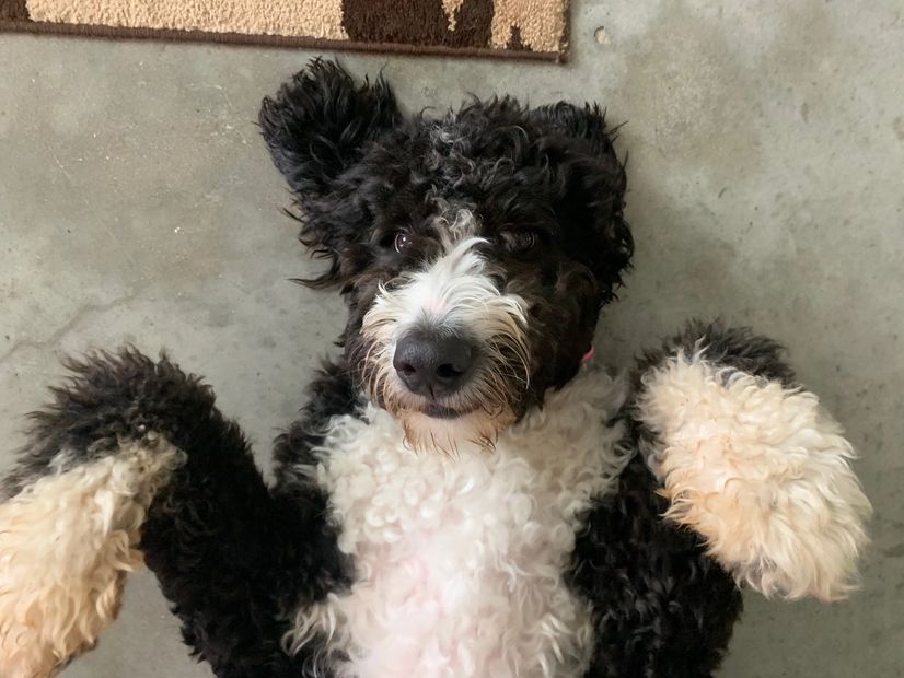 Bernedoodle puppies for sale in The Woodlands, TX