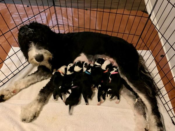 Available standard Bernedoodle puppies