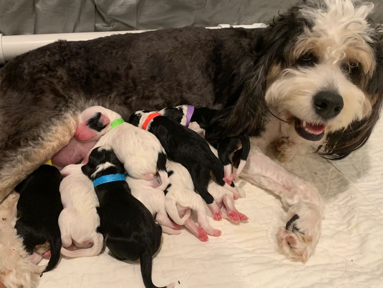 Mini Bernedoodle puppies 