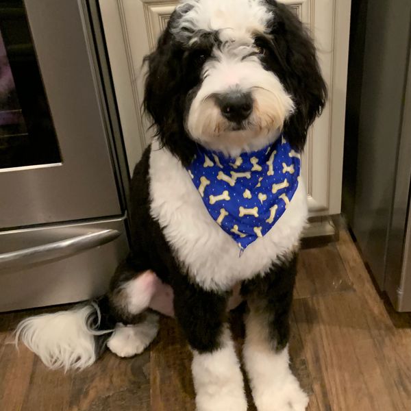 Mini Bernedoodle 