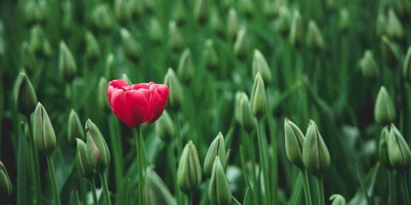 Picture of one red flower amongst a field of green ones.  Demonstrating difference and being unique