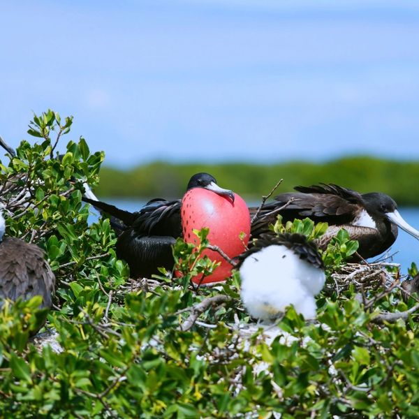 Frigate Bird Sanctuary on Barbuda