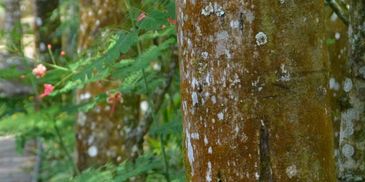 Close-up of tree trunks with green leaves and pink flowers.