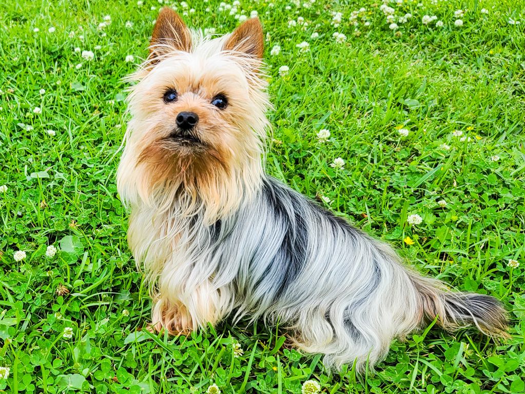 Yorkie puppy in Louisiana 