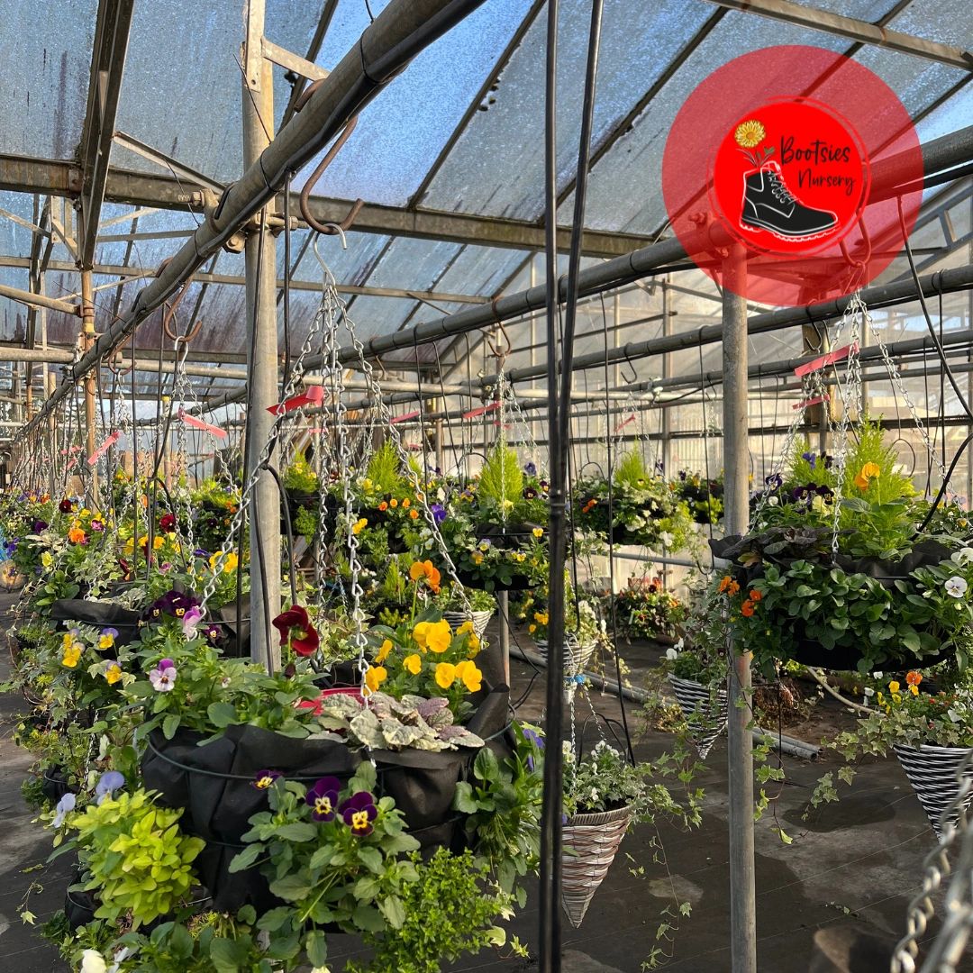 Caring for your Autumn/Winter hanging baskets & planters.