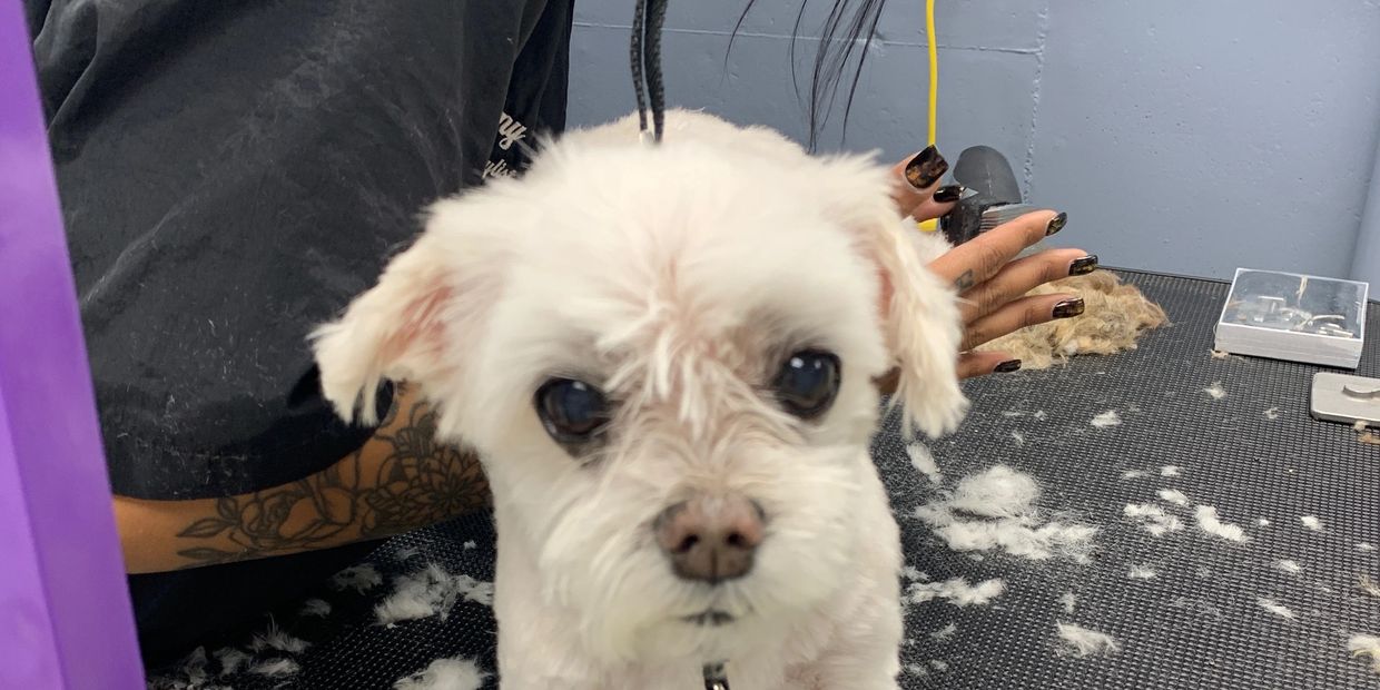 Pet Groomers Grooming At Orchard Grove