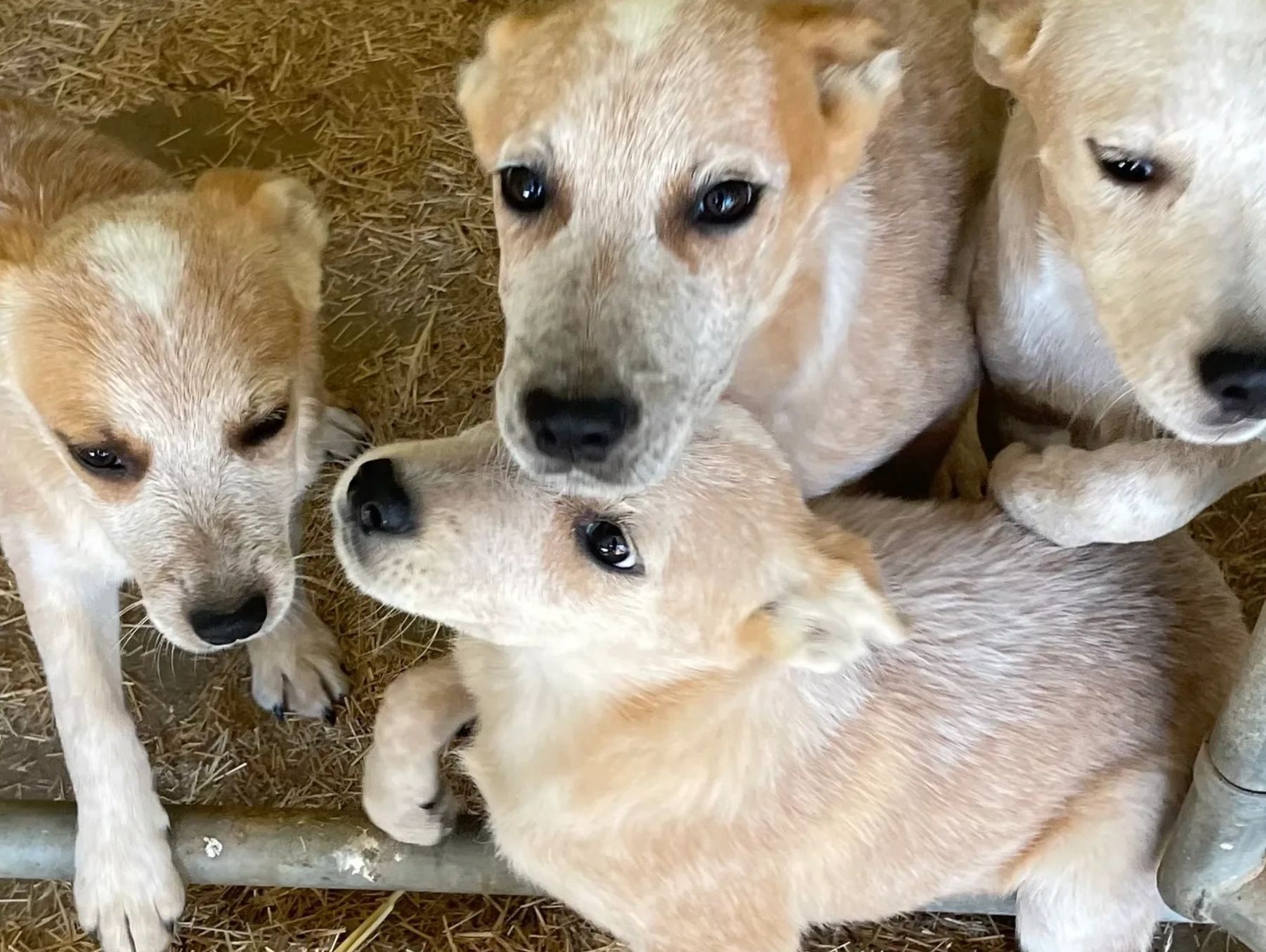 Litter of arorable, adoptable puppies
