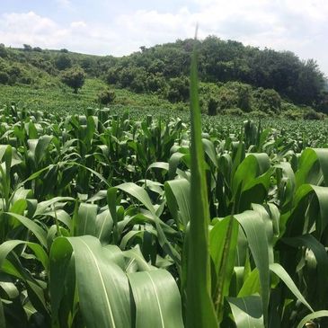 Mexican corn field in Jalisco