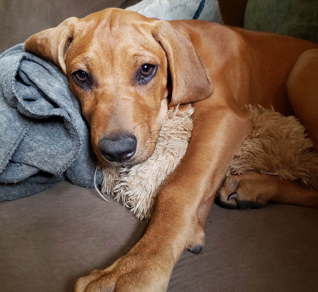 Ridgeback beagle cheap mix