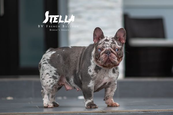 A unique merle French Bulldog standing on a tiled floor.