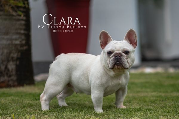 A white French Bulldog named Clara standing on grass outdoors.
