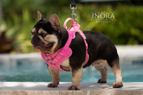 French bulldog in a pink harness by the poolside.