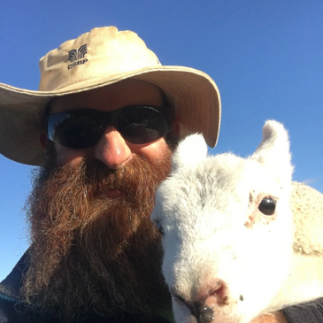 Sheep , Lambs