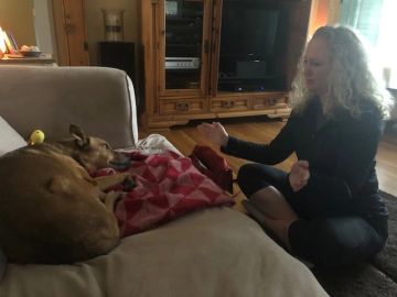 A woman interacts with a dog resting on a couch indoors.