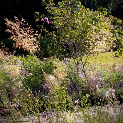 Drought tolerant naturalistic planting adapted to increasingly hot and dry summers in the UK 