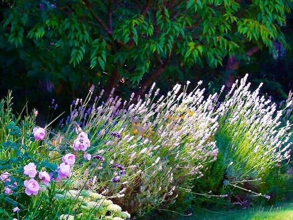 Naturalistic planting with lavender, roses, salvia and rudbeckia and a prunus tree in summer bloom 