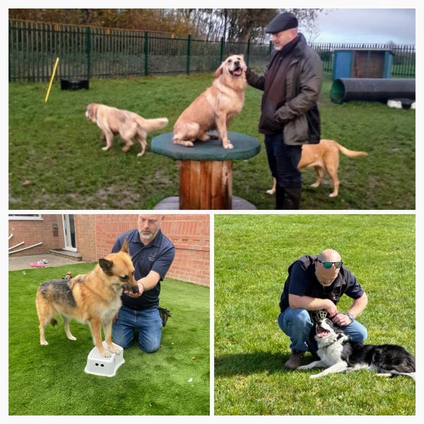 People training three different dogs in various outdoor settings.