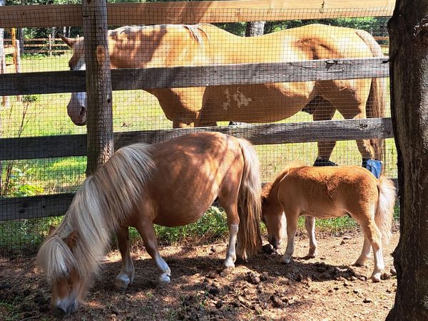 Two miniature horses grazing near a fence with a larger horse behind it.
