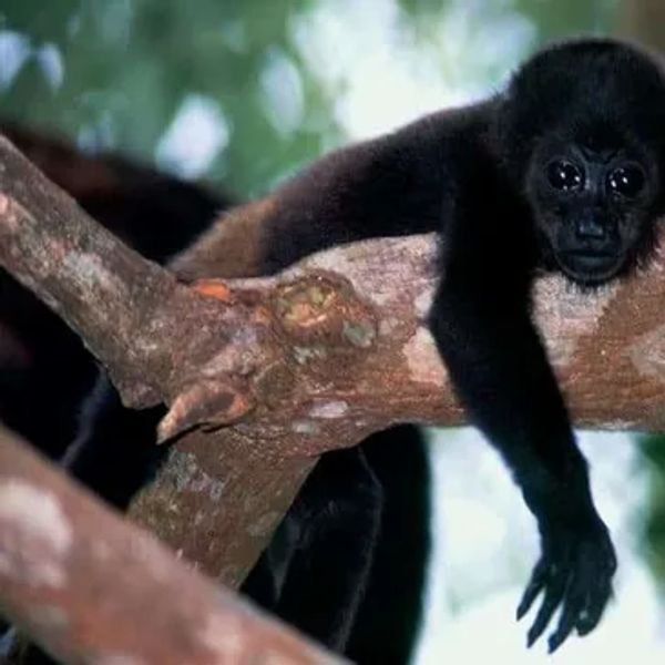 A black monkey resting on a tree branch in a forest.