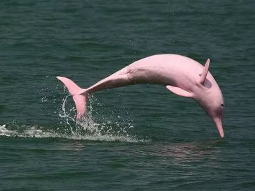 A rare pink dolphin jumps out of the water.