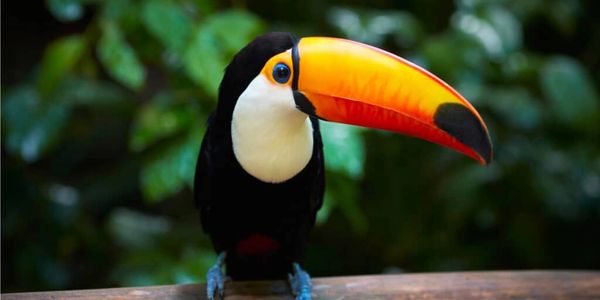 A toucan perched with a vibrant orange beak against a blurred green background.