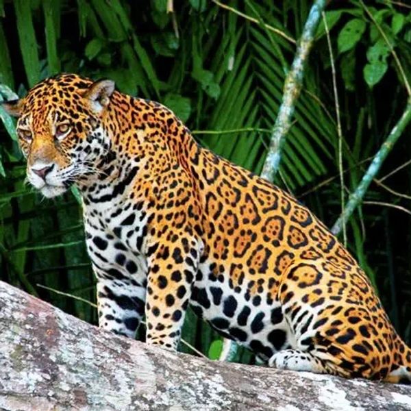 A jaguar resting on a tree branch in a lush forest.