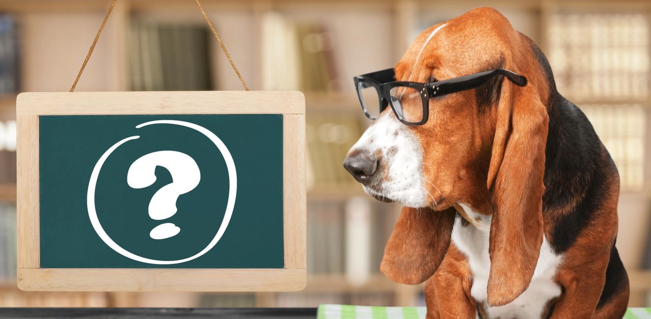 FAQS The Dog House Westwood