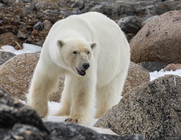 Polar Bear in the Arctic