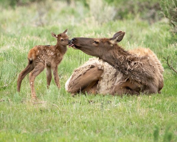 Female Elk and her new born calf, Yellowstone NP