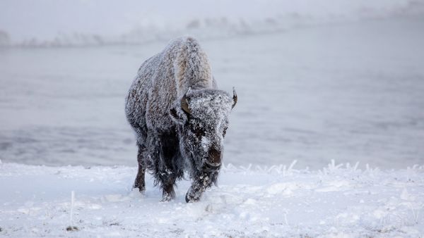 Frosty Bison Yellowstone NP