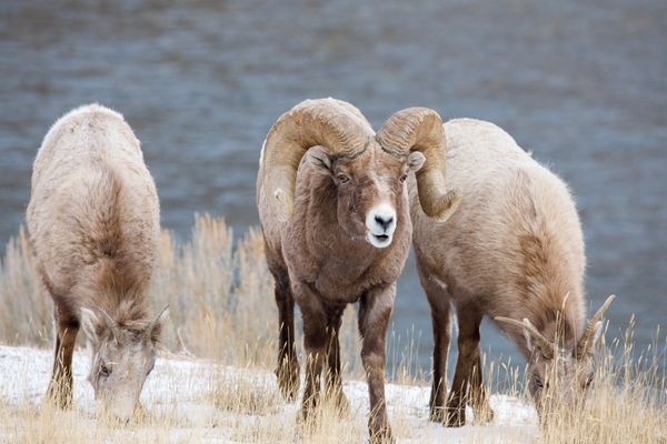 Big Horn Sheep Yellowstone River