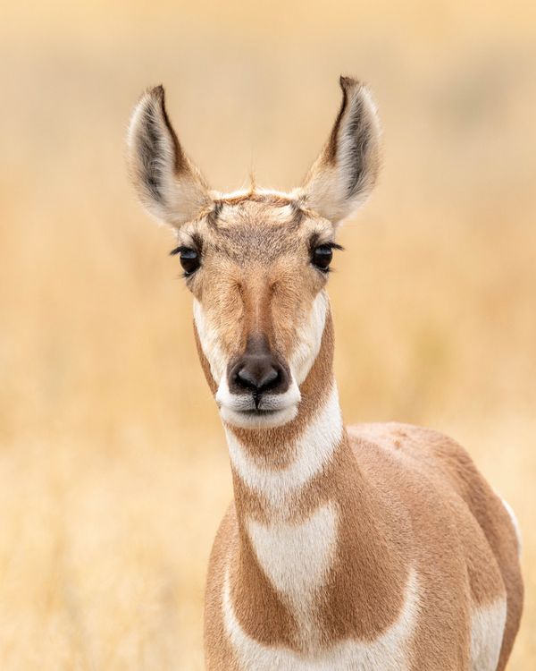 Female Prong Horn Yellowstone NP