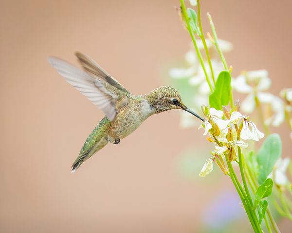 Female Blackchin Hummingbird, New Mexico
