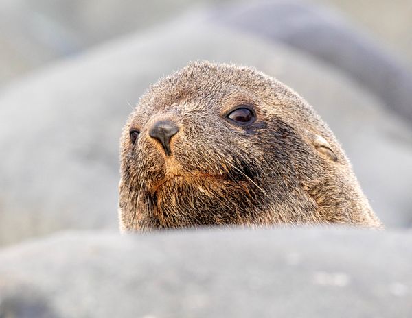 Young Fur Seal, Antartica