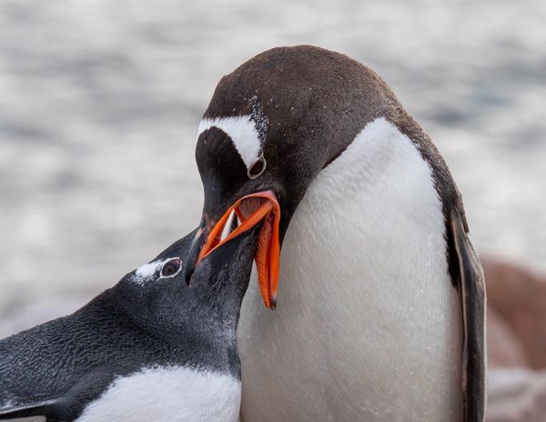 Gentoo Penguins, Antartica