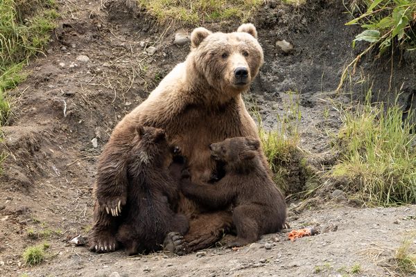 Female Kodiak Brown Bear and cubs Frasier River, Alaska