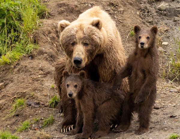 Female Kodiak  Brown Bear ands Cubs Fraser River, Alaska