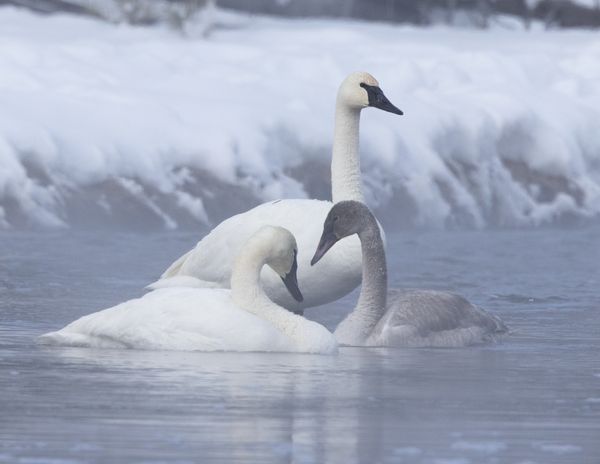 swans  Madison River, Yellowstone NP